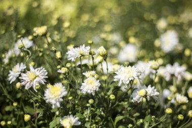 Krizantem flower.background