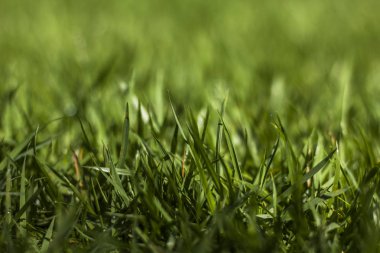 Taze ot tarafından mükemmel bir yeşil arka plan