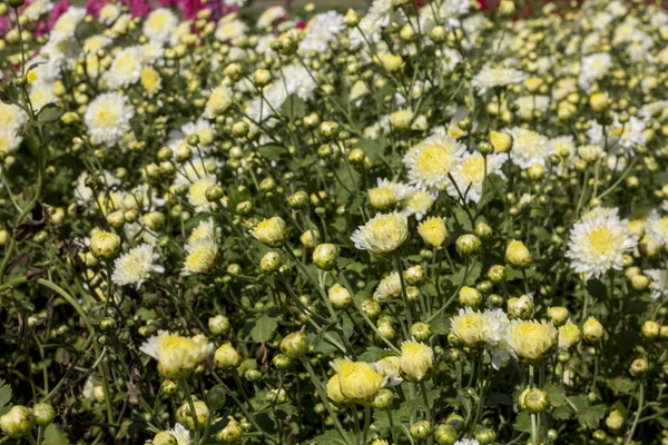 Crisantemo flor.background — Foto de Stock