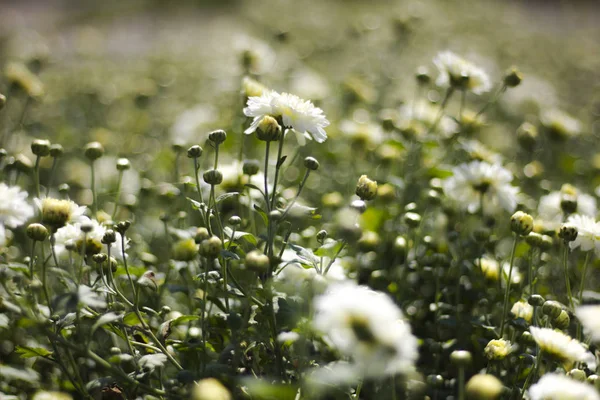 Crisantemo flor.background — Foto de Stock