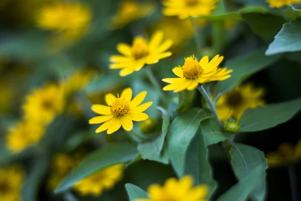 Singapur flor del día en el jardín.Flores amarillas — Foto de Stock