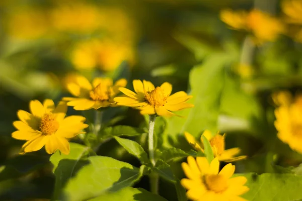 Singapur flor del día en el jardín.Flores amarillas — Foto de Stock