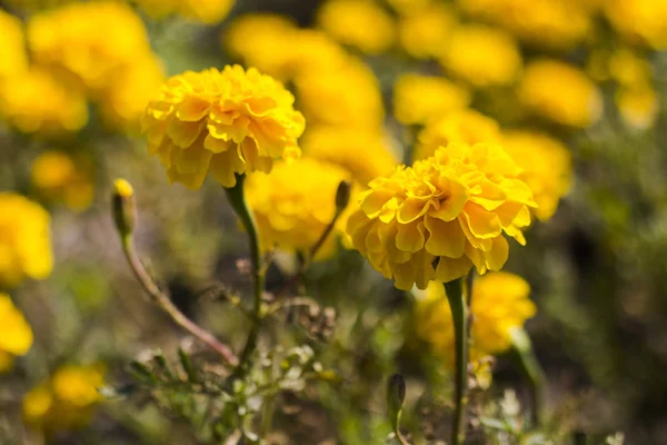 Flor de caléndula, flor de caléndula por la mañana — Foto de Stock