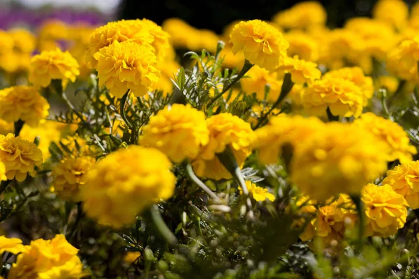 Flor de caléndula, flor de caléndula por la mañana — Foto de Stock