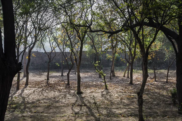 Ağaçların arasından sabah ın erken saatlerinde ki ışınları