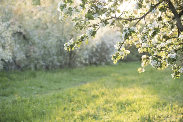 Μήλο blossoms πέρα από φύση θολή υπόβαθρο. Ανοιξιάτικα λουλούδια. — Φωτογραφία Αρχείου