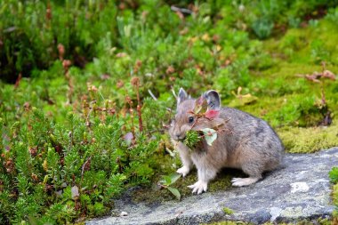 American Pika with grass in its mouth.  clipart