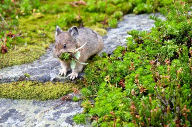 Ağzında çim ile Amerikan Pika. 