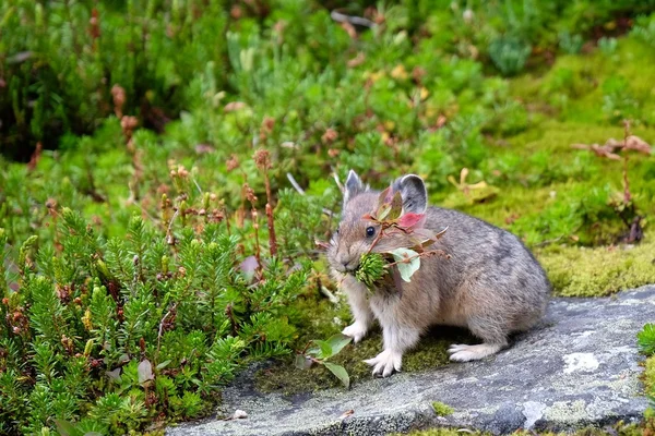 口の中の草とアメリカのピカピカ. — ストック写真