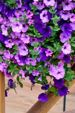 Tam Bloom bol Petunya çiçek. 