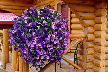 Petunya çiçek ve ahşap tatil kabin. 