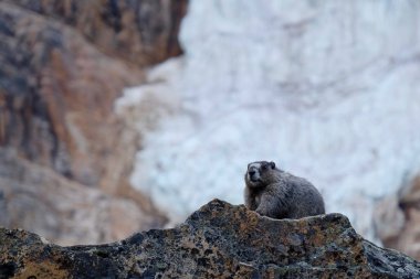 Marmot on rocks and a glacier.  clipart
