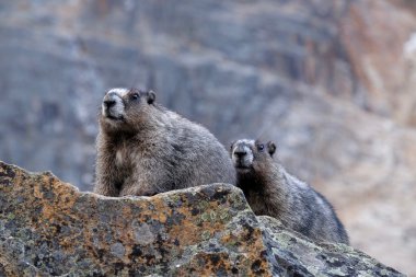 Couple of Hoary Marmots.   clipart