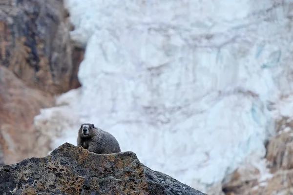 Γηραιός Marmot σε βράχους και παγετώνα. — Φωτογραφία Αρχείου