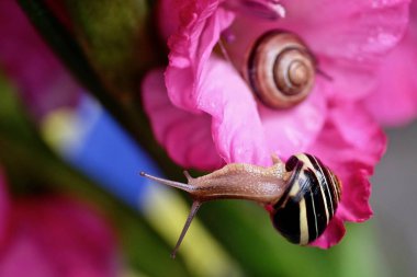 TOW salyangoz Pembe çiçek.