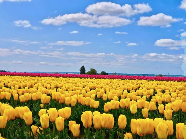 Farbenfrohe Tulpenfelder. — Stockfoto