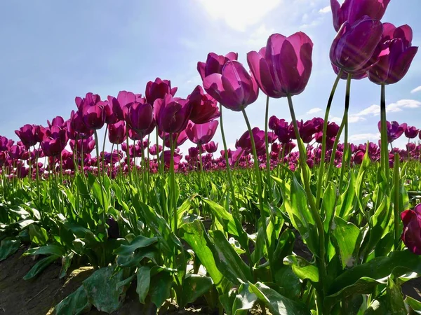 Tulpenfest. rosa Tulpe gegen den blauen Himmel. — Stockfoto