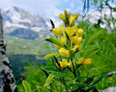 Colorado sarı kır çiçekleri.  