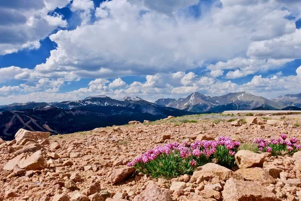 Alpine pink Clover flowers on mountains. — Stock Photo, Image