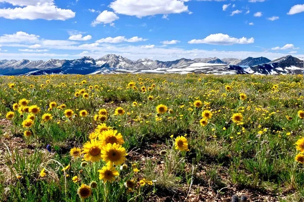 Yellow flowers in alpine meadows and snowy mountains on Independence Pass. — Stock Photo, Image