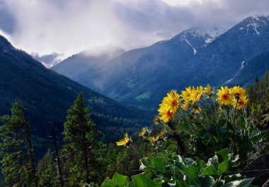 Arnica ayçiçeği dağlarda.