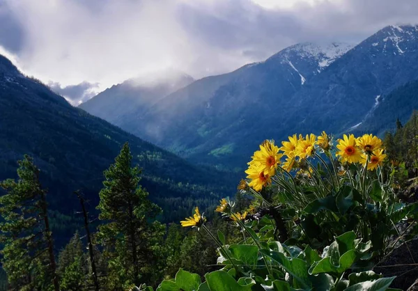 山金车花向日葵在山. — 图库照片