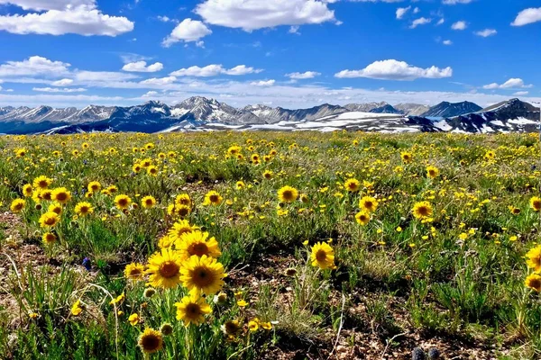 Yellow flowers in alpine meadows and snowy mountains on Independence Pass. — Stock Photo, Image