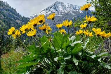 Arinca in alpine meadows.  clipart