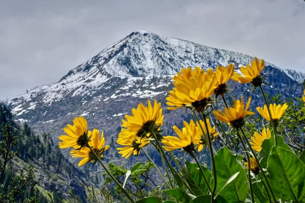 Arrowleaf balsamroot στα βουνά καταρρακτών. — Φωτογραφία Αρχείου