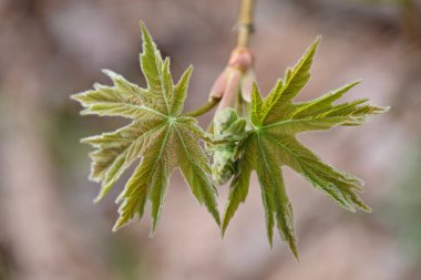 İlkbaharda taze akçaağaç yaprakları.