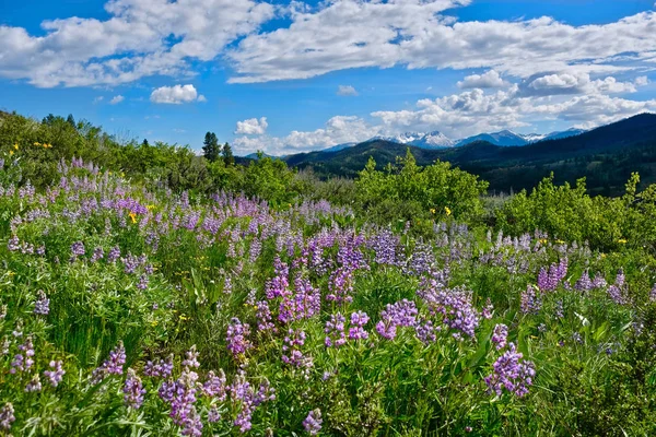 Rolling hills from Patterson Mountain. — Stock Photo, Image