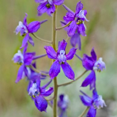 Delphinium veya keşiş Hood kapat. 