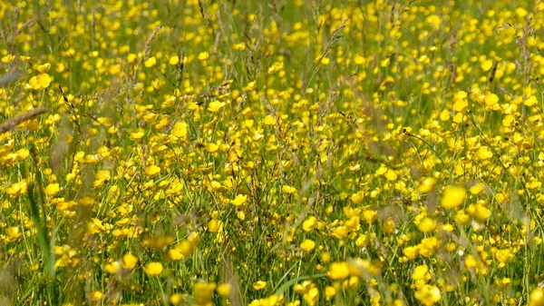 Prados amarillos de Ranunculus. Fondo floral . — Foto de Stock