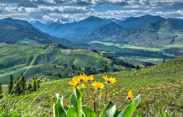 Arnica en prados alpinos con vista a la montaña . —  Fotos de Stock