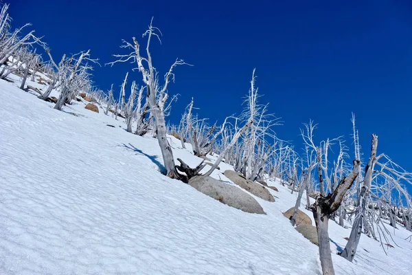 Bomen op de bergtop. Dode bomen opgegeten door pine kevers. — Stockfoto