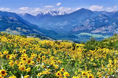 Arnica alpine meadows.