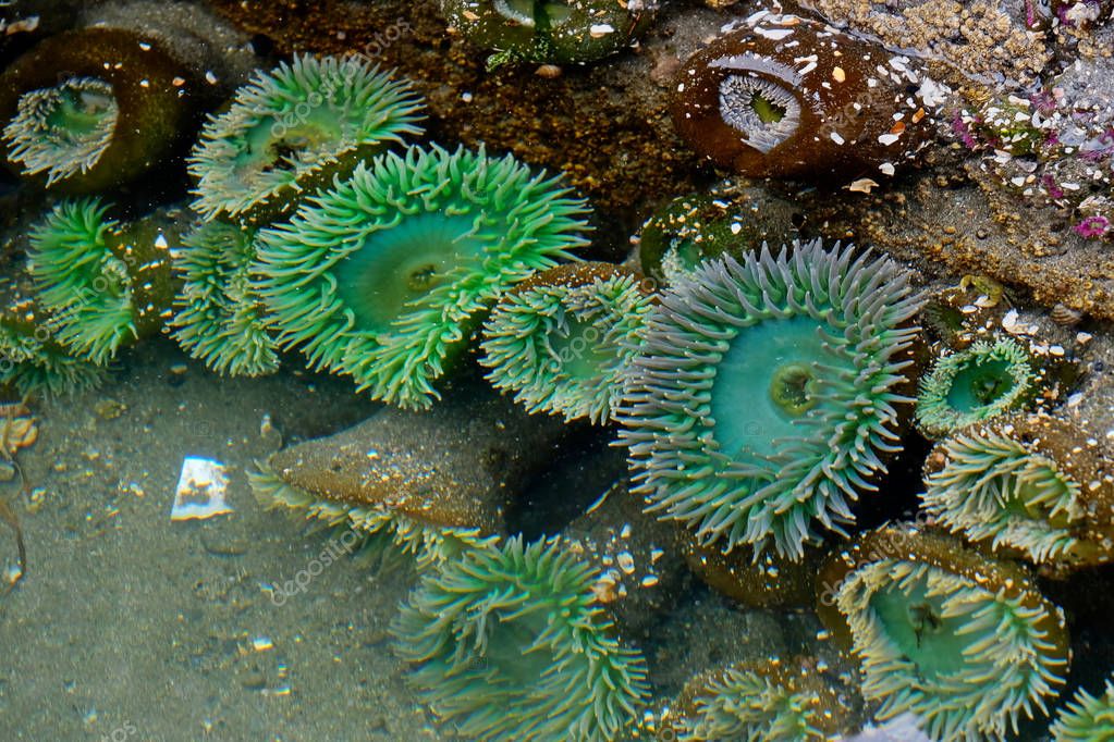 Sea Anemone in tide pool. — Stock Photo © MarinaPoushkina
