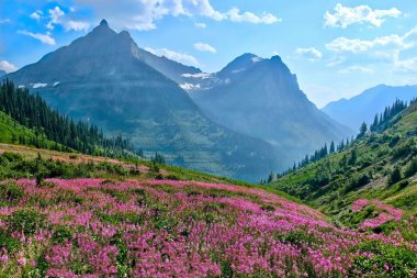 Dağlarda çiçek fireweed.