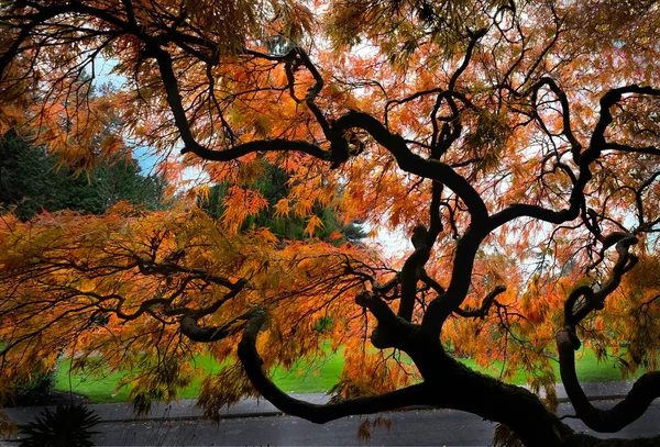 Árvore de bordo japonês no outono. — Fotografia de Stock