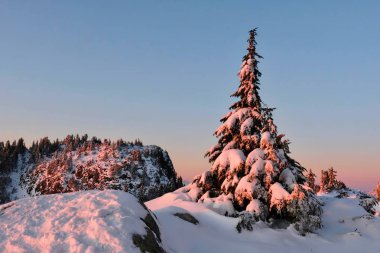 Noel ağacının altında Mount Seymour karda.