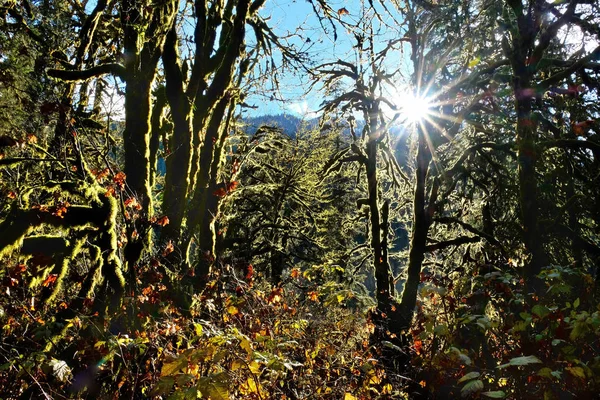 Regenwald in der Nähe des Mount Rainier im Paradiestal im Herbst. — Stockfoto