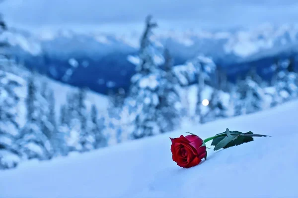 Rød rose i snø. Til minne om den kjære . – stockfoto