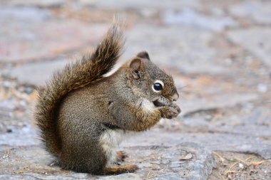 Squirrel in winter near Lake Louise.   clipart