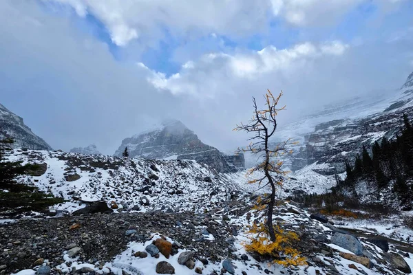 普通の六つの氷河の黄色のカラマツの木. — ストック写真