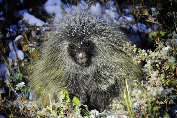 Porcupine στην ερημιά. — Φωτογραφία Αρχείου