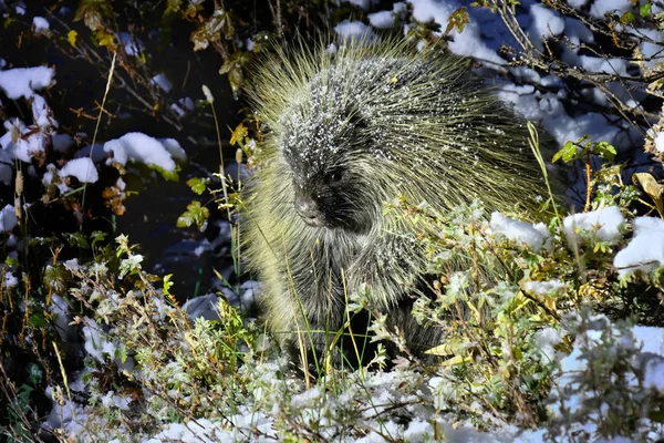 Porcupine στην ερημιά. Πανέμορφο ζώο το οποίο καλύπτεται με νιφάδες χιονιού στο δάσος witer. — Φωτογραφία Αρχείου
