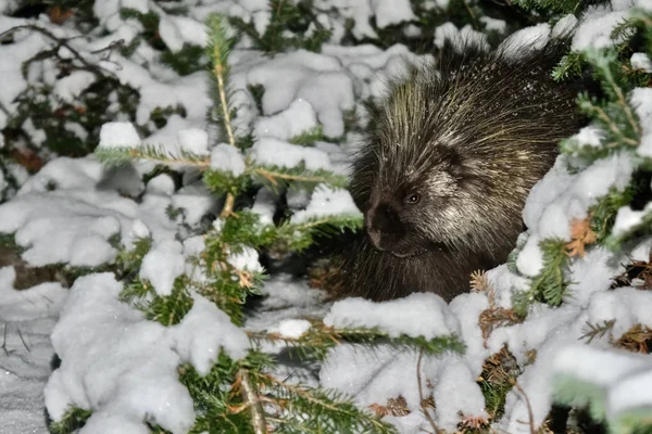 Porcupine στην ερημιά. Όμορφο ζώο κρύβεται στο δάσος witer. — Φωτογραφία Αρχείου