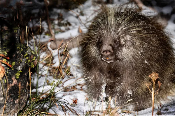 Porcupine στην ερημιά. Νυκτόβιο ζώο κρύβεται στο δάσος witer. — Φωτογραφία Αρχείου
