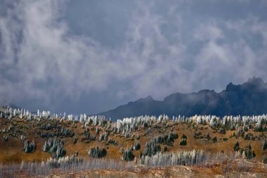 North Cascades Milli Parkı doğal peyzaj. 