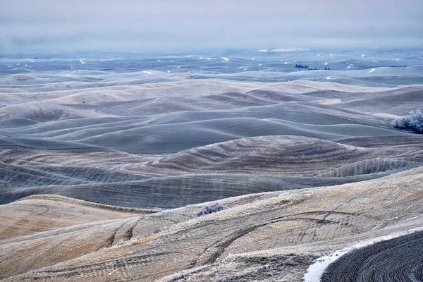 Glooiende heuvels bedekt met vorst en sneeuw in de winter. Tarwe landerijen. — Stockfoto